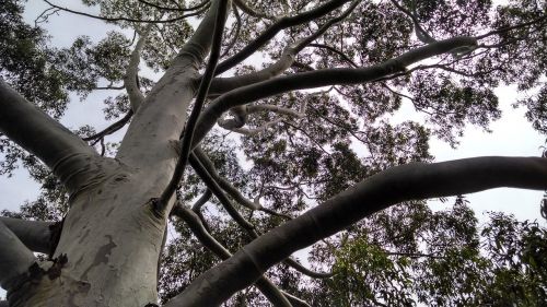 twigs trunk sky