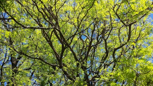 twigs leaves tree