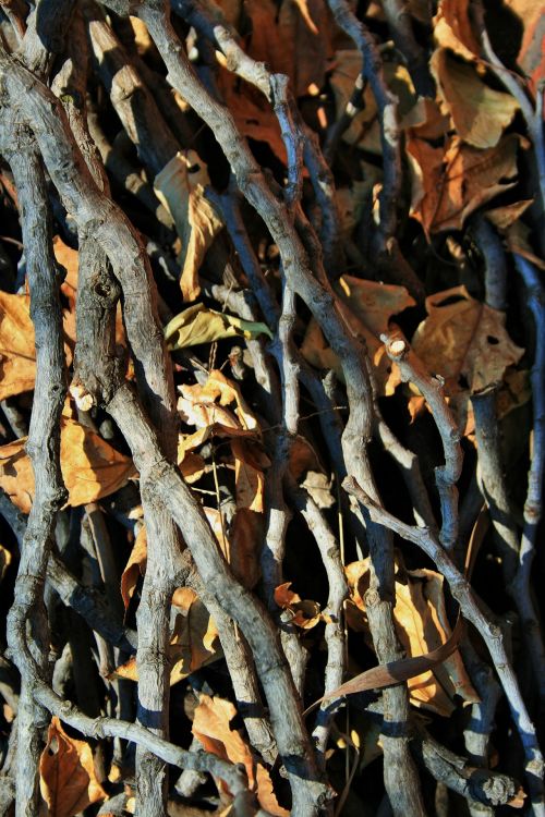 Twigs And Leaves