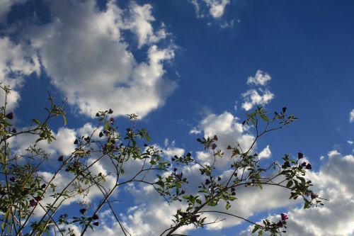 Twigs With Foliage Against The Sky