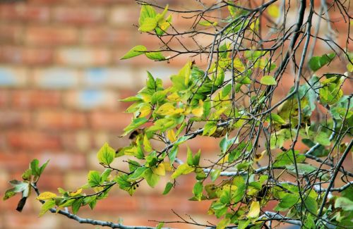 Twigs With Scant Leaves In Autumn