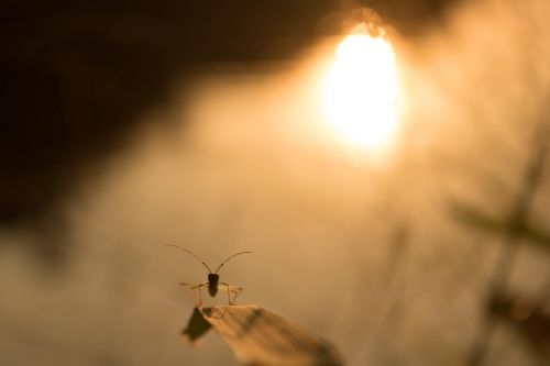 twilight insect macro