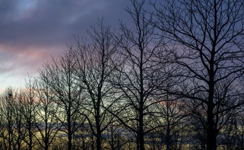 twilight trees evening