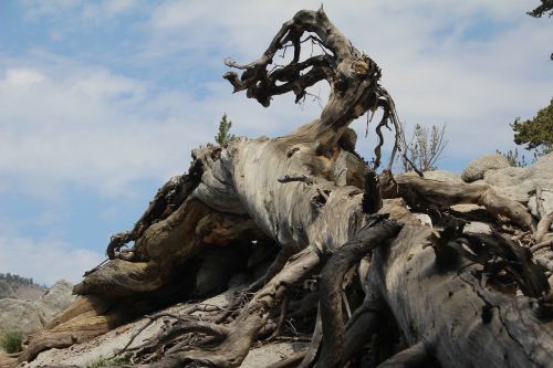 twisted wood mountain