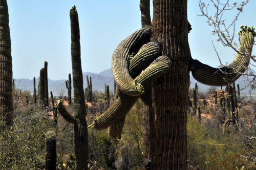 Twisted Saguaro