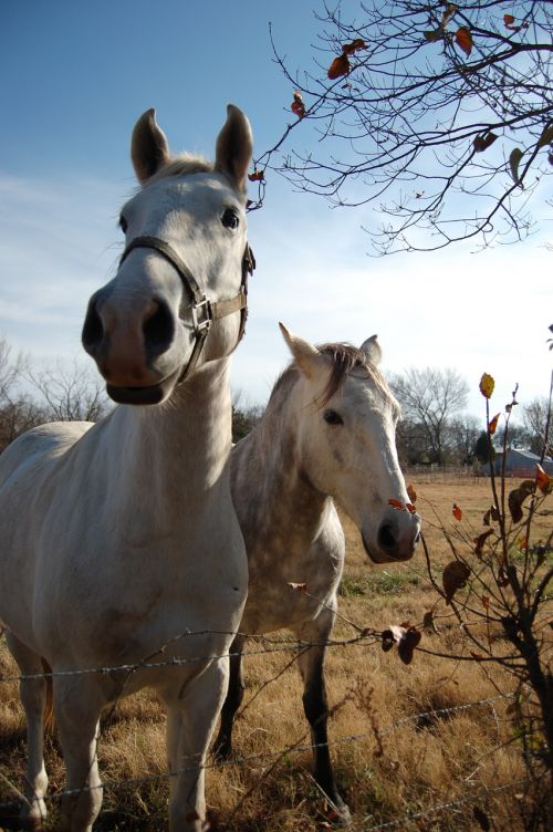 horses two white