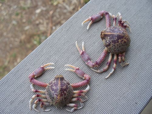 two crabs waiting