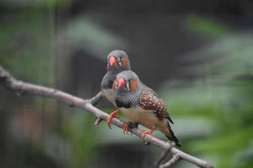 two parrot birds