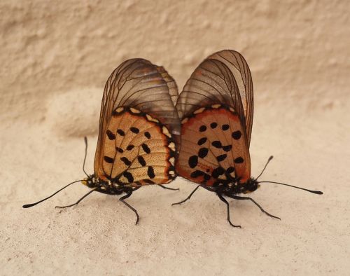 two butterfies mating