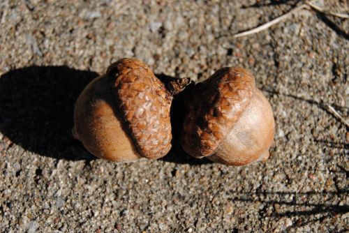 Two Acorns