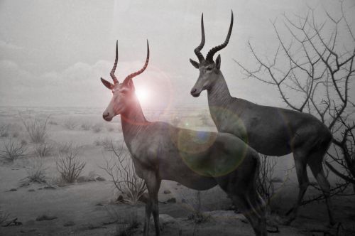 Two Antelopes