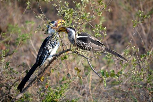 two birds kruger park africa