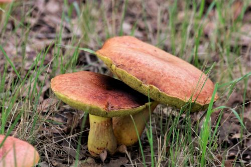 Two Brown Bolete Mushrooms