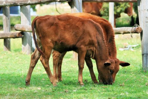 Two Brown Calves