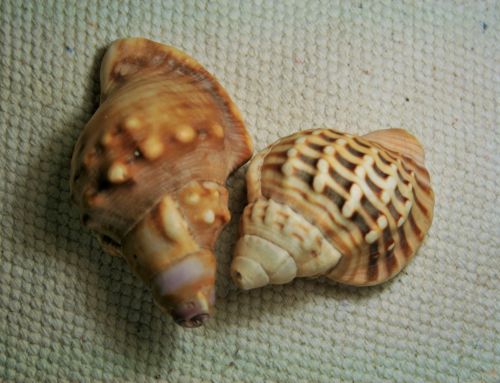 Two Conch Shells With Pattern