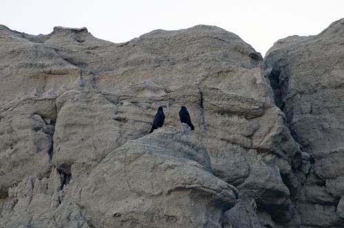 Two Crows On Red Rock