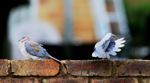 Two Doves On A Wall