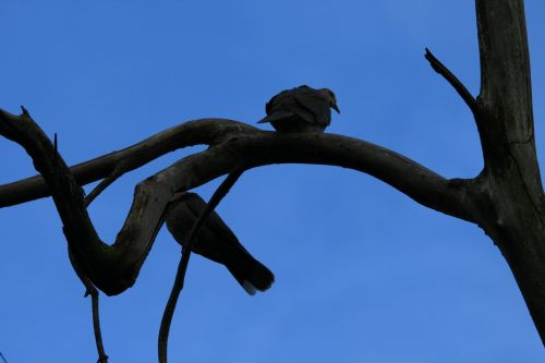 Two Doves On Twisted Branch
