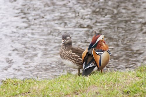 two ducks water waterfowl