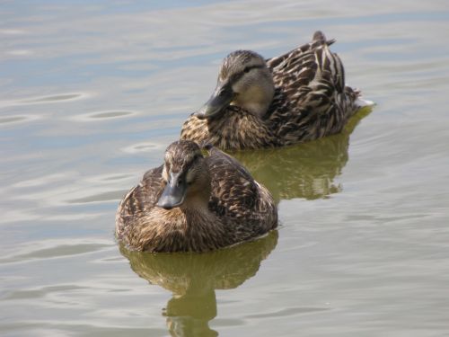 Two Ducks On The Water