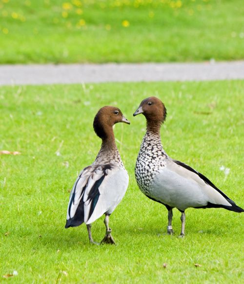 Two Geese