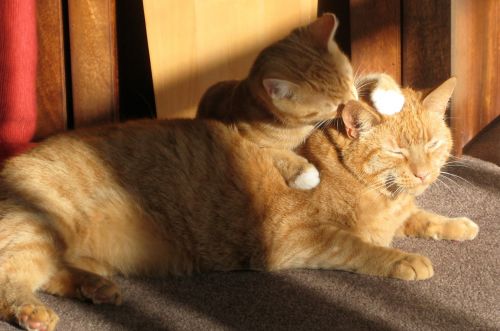 two ginger cats licking loving