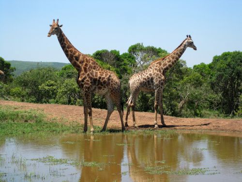 Two Giraffe At Pond