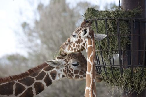 two giraffes eating grazing