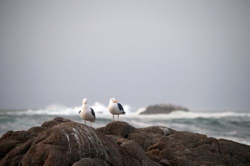 Two Gulls And The Sea