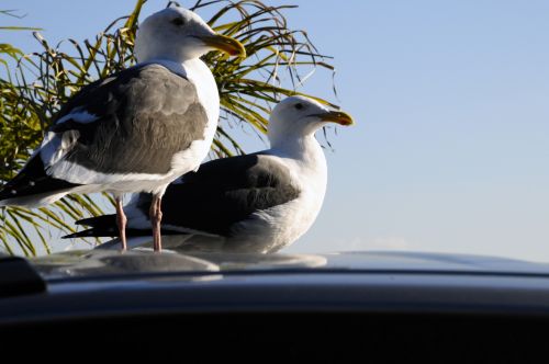 Two Gulls On Top Of A Car