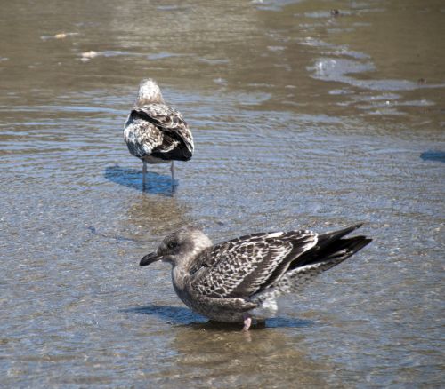 Two Gulls