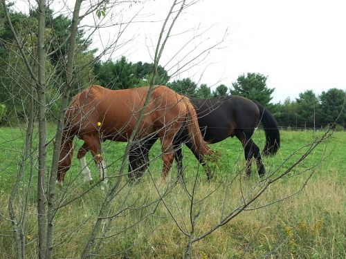Two Horses In The Pasture