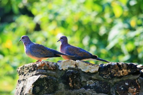 Two Laughing Doves Basking In Sun