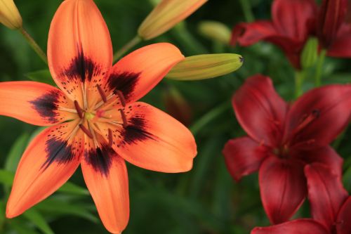 Two Lily Flowers