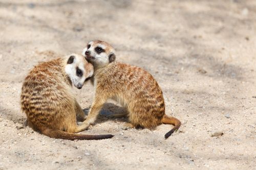 Two Meerkats