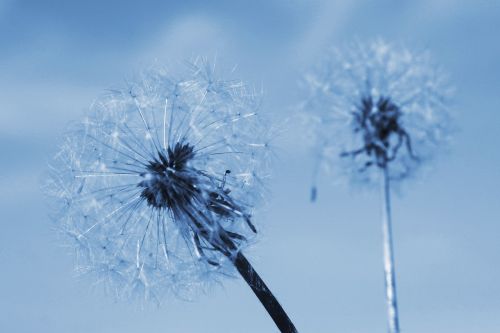 two of the dandelion summer flowering