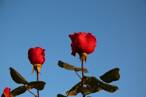 two of the rose  double rose  red rose