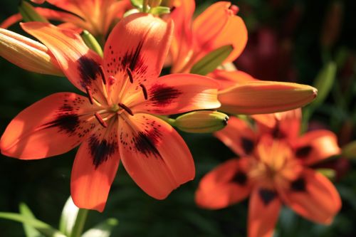 Two Orange Lily Flowers