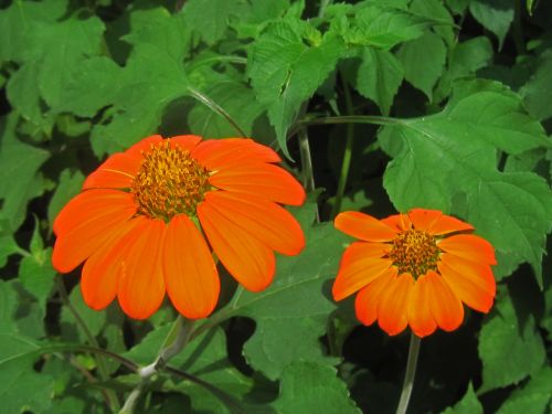 Two Orange Wild Flowers