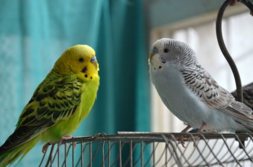 Two Parakeets