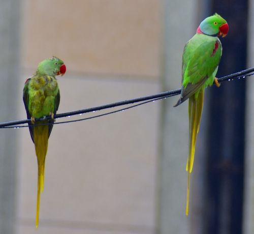 two parrots parakeets drizzling