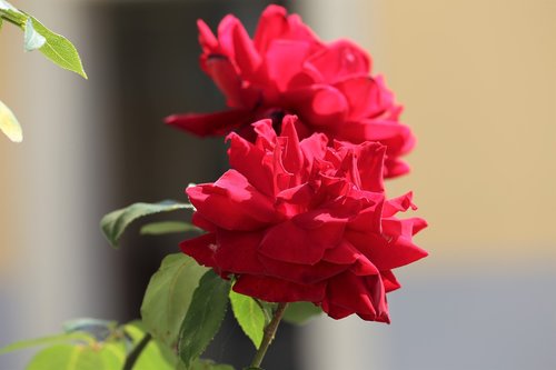 two red roses  flower  romantic