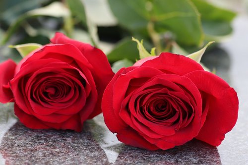 two red roses  grey marble  loving memory