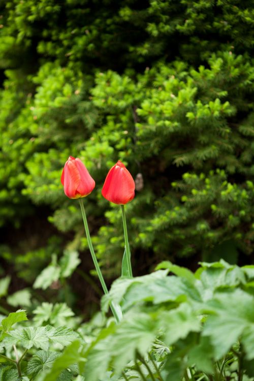 Two Red Tulips