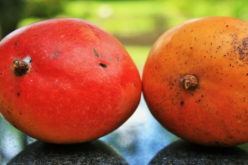 Two Ripe Mangoes