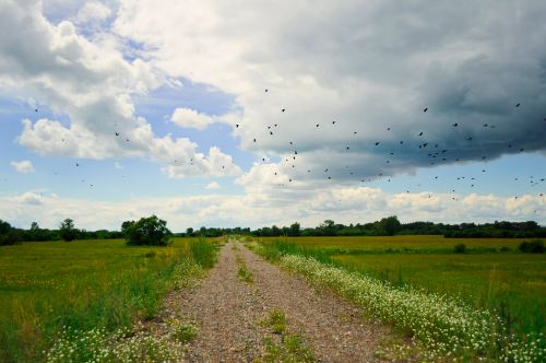 Field Road