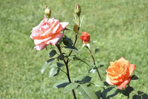 two roses  pink rose  orange rose