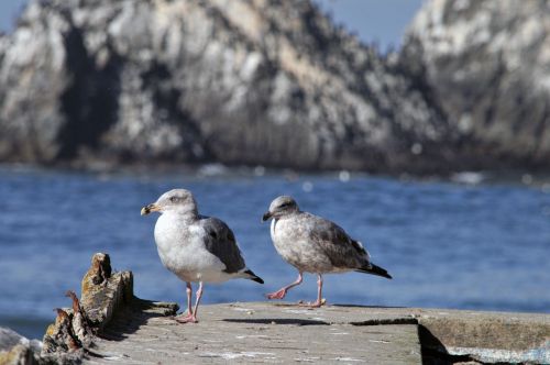 Two Seagulls By The Sea