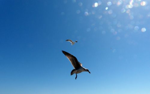 Two Seagulls In Flight