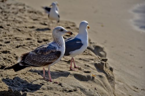 Two Seagulls Standing